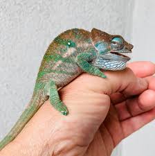 A variety of organizations and individuals have contributed photographs to calphotos. Cbb Calumma O Shaughnessy Beautiful Primo Chameleons Facebook