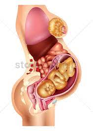 Anatomy of female reproductive organs 1. Anatomy Of A Pregnant Woman Vector Image 1863663 Stockunlimited