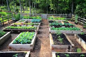 raised beds growing a greener world
