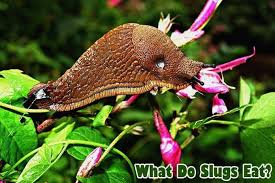 what do slugs eat slugs t by