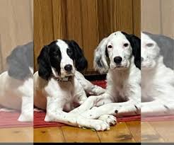 Get matched with a pupper from a responsible english setter breeder near you. Puppyfinder Com English Setter Puppies Puppies For Sale Near Me In Wisconsin Usa Page 1 Displays 10