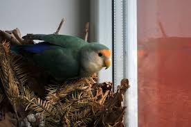 Nesting Material For Lovebirds