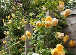 A Rose Garden Karen Tatlow Garden Design