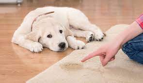 pet urine odor removal service in