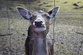 top 7 deer fences to keep deer away in