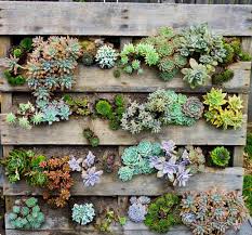 Beautiful Succulents In Crafts And Home