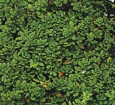 lowe s insignificant green carpet plant