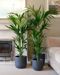 Living Room Plants Indoor Plants