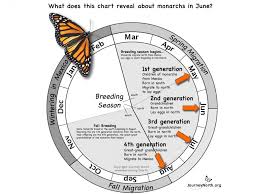 Monarchs In June Grow Your Own Monarch Butterfly Butterfly
