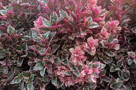 4 evergreen shrubs to add great year