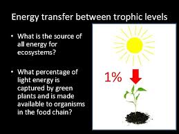 5 2 energy transfer between trophic