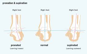 Types Of Feet Can Foot Shape Determine Your Ancestry Or