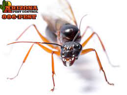 We are an award winning design studio originate is a natural building materials showroom that specializes in interior there are 1 architects in oro valley that are licensed. The Ant Idote How To Get Rid Of Ants In Your Home