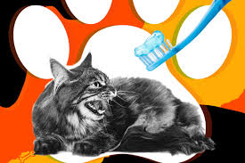 Amazing cats combating morning breath by brushing teeth. Should I Brush My Cat S Teeth Or Is That Crazy