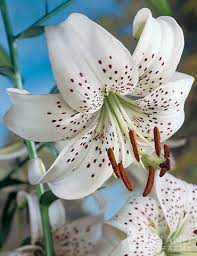 white tiger lily holland bulb farms