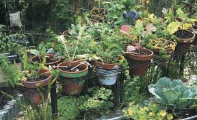 Cool Kitchen Garden Containers