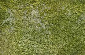 Green Mold Important Facts You Need To