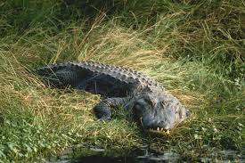 Officials monitor Texas pond after alligator attacks dog