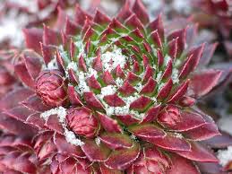 how winter cold affects succulents