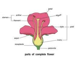 flamboyant flower brainly