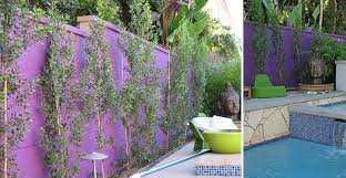Privacy Plants For Screening Your Yard