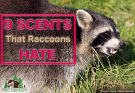 You may have installed bird feeders with the intention of waking up to relaxing chirping, but you may if you want to keep raccoons off your roof, you should seal off your chimney. 9 Scents That Raccoons Hate And How To Use Them Pest Pointers Tips For At Home Pest Control