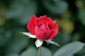 single red rose photos in jpg format