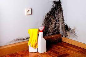Basement Mold Removal Cost