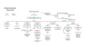 Endocrine System Flow Chart