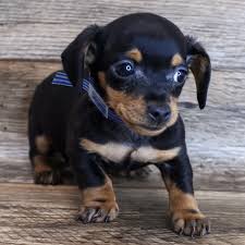 If you are unable to find your dachshund puppy in our puppy for sale or dog for sale sections, please consider looking thru thousands of dachshund dogs for adoption. 2b6v1fc78kjq M