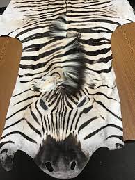 genuine authentic zebra skin rug from