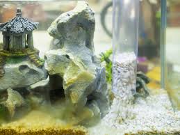 fish aquarium to decorate the house