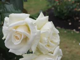 white roses grownups new zealand
