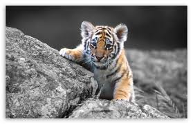 cute tiger cub ultra hd desktop