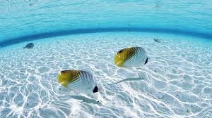 maldives fish hd desktop wallpaper