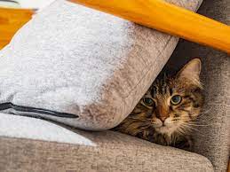 your cat hiding find out why cats hide