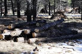 Get help finding the tech that's right for you with a virtual consultation. Free Firewood Available From The Forest Service Kaff News