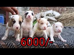 Health testing, training, dog shows, regular care and feeding….all these activities are baked into the puppy you get from statespitbullhomes. Xl Pitbull Puppies For Sale Near Me 08 2021
