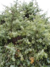 Juniperus oxycedrus - Wikipedia