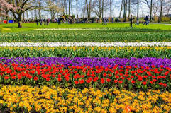 where-is-the-largest-tulip-field-in-the-world