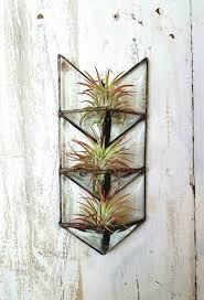 Pin On Air Plants