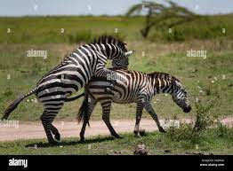 Zebra sex