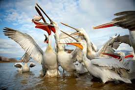 Пеликаны: Мифы и Реальность - Живые Демоны Птичьего Мира | Никита  Горбачев | Дзен