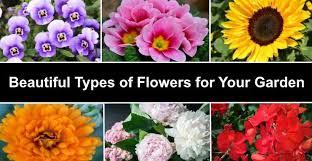 60 types of flowers huge list of