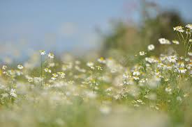 babys breath 1080p 2k 4k 5k hd