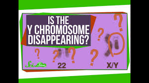 is the y chromosome disappearing you