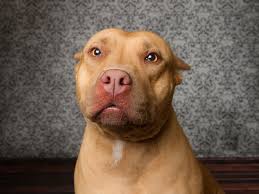 Image result for pitbull dog
