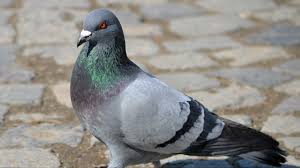 These viruses infect birds and — rarely — spread among humans. How Dangerous Are Pigeon Droppings The Week Uk