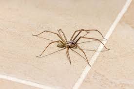trick to keep huge spiders away