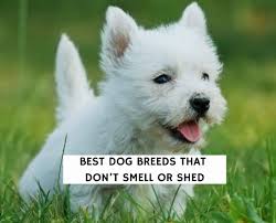 9 best dog breeds that don t smell or
